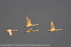 Four Tundra Swans in the Sunrise Light